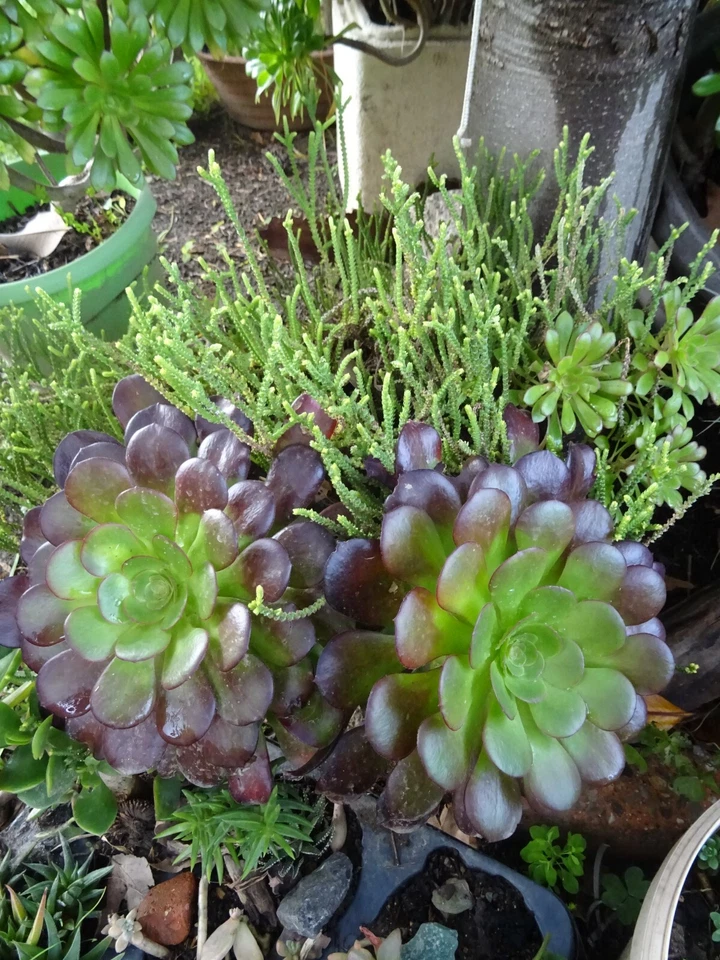 merceriearts créatifs  couture  4M,30 en tout biais  et galons noir  bleu marine - Photo 4/4