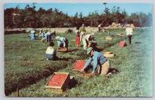 Harvest Time Edaville South Carver Massachusetts MA Postcard