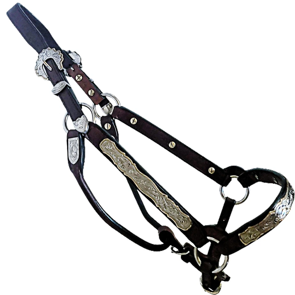 Halter Dale Chávez Plata y Joyeros Bronce Espectáculo Tamaño Completo Caballo Foto 4 de 4