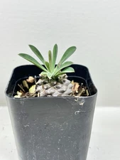 Euphorbia Fischeriana Live Plant - 3” Grow Pot - Ships Bare Root