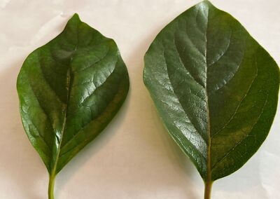 Antioxidants, 20  fresh  Organic Persimmon leaves for tea. Large