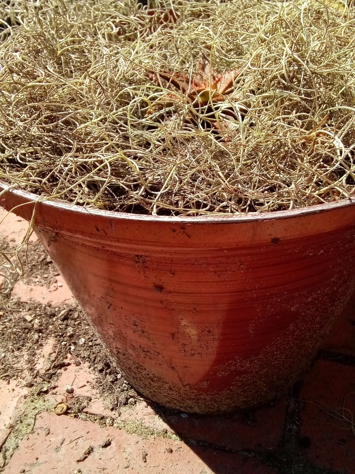 12" Inch Air Plant - Tillandsia usneoides - Spanish Moss - Image 3 of 4