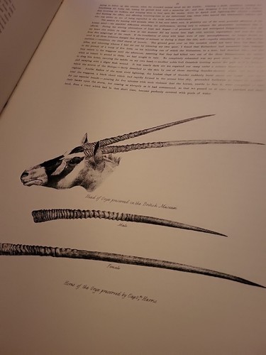 Portraits Of The Game & Wild Animals Of Southern Africa. Large HB Book, 1986 - Picture 6 of 8