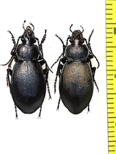 Carabidae, Carabus (Pachycarabus) swaneticus swaneticus pair A1, N. Georgia