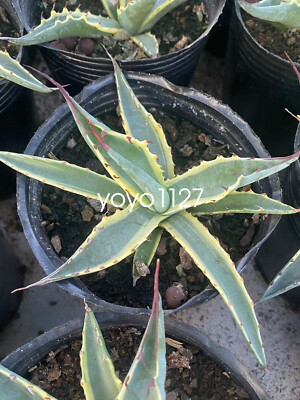Agave Palmeri 'Kutsugen no Maiougi' variegated Rare agave plant 8