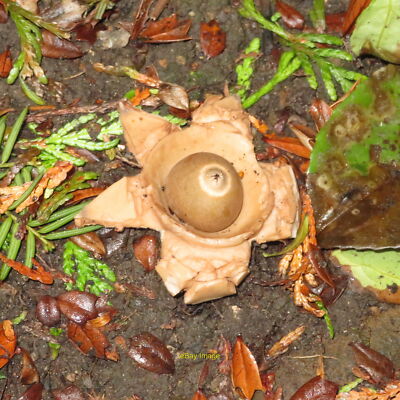 Photo 6x4 Earth Star - Geastrum simplex Morningside/NT2471 On bare earth c2021