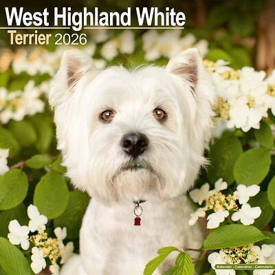 AVONSIDE PUBLISHING LTD West Highland White Terrier 2026 Calendar | Dog Breed Gift 20% OFF MULTI ORDERS
