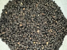 5 LBS Buckwheat FOOD PLOT SEED, COVER CROP, Deer, Turkey, Wildlife