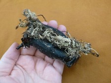 (s800-208) THORNBACK SKATE egg case casing educational Dentiraja lemprieri