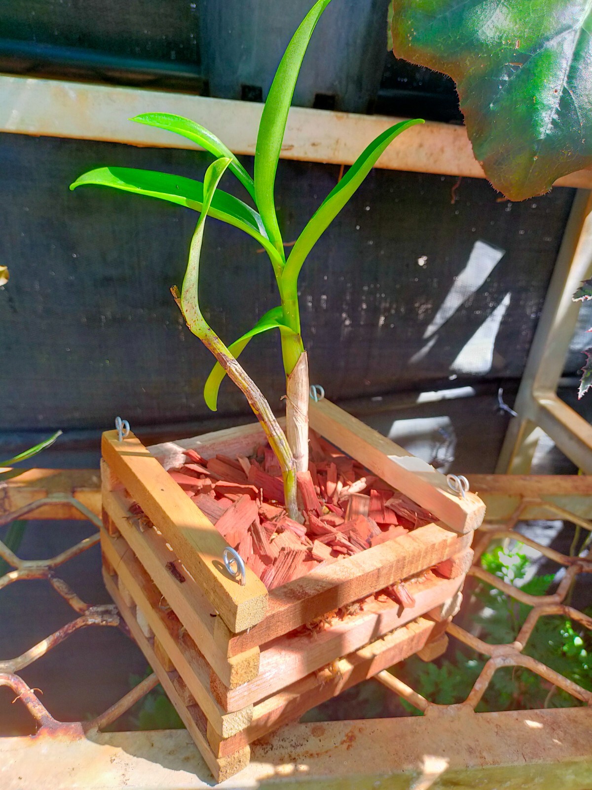 Vanda Orchid Basket Handmade Wooden Basket NEW Orchid Basket eBay