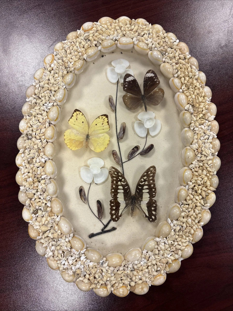 Vintage Butterfly Taxidermy for sale | eBay