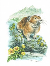 Pfeifhasen Hasentiere Pikas oder Pfeifhasen - Kunstdruck-Bild - 25,5 x 17,5 cm