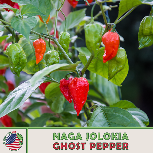 Ghost Pepper Seeds, Naga Jolokia, 1 Million Scoville, Genuine USA eBay