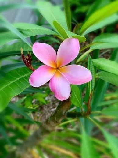 Plumeria Cutting for sale | eBay