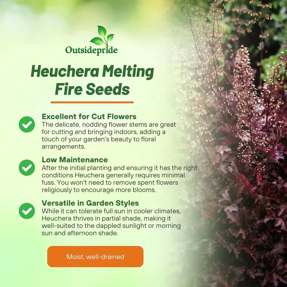 Semillas de Heuchera Fuego Derretido Campanas de Coral - 50 Piezas Semillas de Flores Perennes para P... Foto 3 de 4