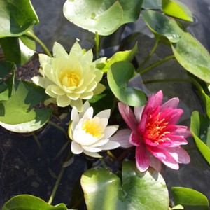 Details about Tu0026M Water Lily Pond Plants Kits with Pots Floating Feature 4  Colours 10 Options