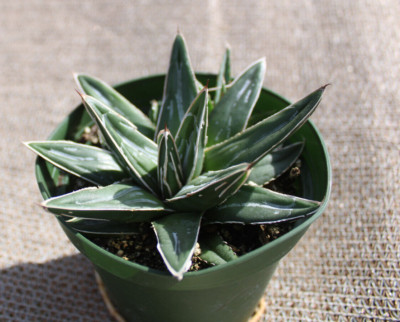 Succulent - Agave victoriae reginae - Live Plant In 4'' Pot