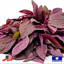 Amaranth Seeds Midnight Red Non-GMO Heirloom