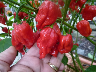 #ad #ad Naga Viper Hot Pepper 10 Seeds Free Shipping $4.95