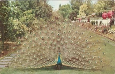 Vintage Postcard Royal Strutter Lambert Gardens Portland OREGON