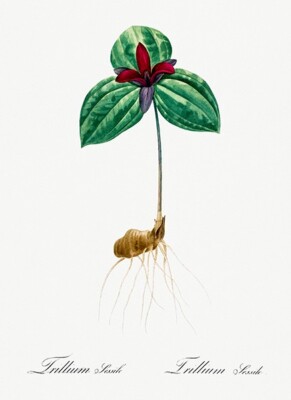 Tri Flower (Trillium Sessile) - 1805 - Les Liliacees - Pierre Redoute - Magnet