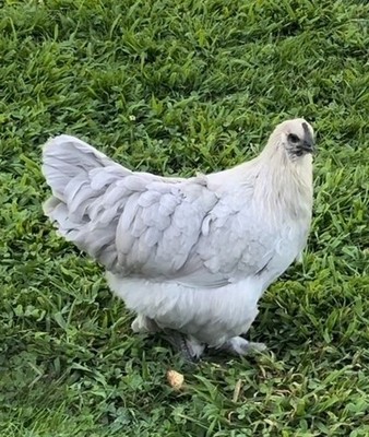 Ultra Rare Swedish Hedemora Lavender Fibromelanosis Fertile Hatching Eggs 6 +