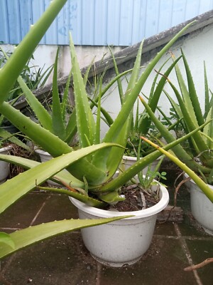 Original Fresh Aloe Vera leaves from Sri Lanka - 100% pure leaves 1KG | eBay
