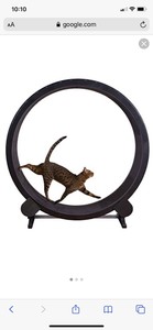 purina kitten chow serving size