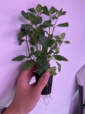 Water Wisteria Potted Easy Live Aquarium Plant
