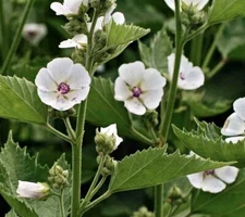 25+ Marshmallow Seeds - Althea officinalis || NON-GMO || USA FREE SHIP
