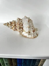 Tutufa Conch Sea Shell Great Spiral Large Frog Snail