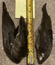 GADWALL Duck Matching L&R Wing Pair FLY TYING Feathers Wood Salmon Trout