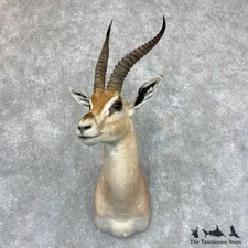 #23526 EL | African Southern Grant's Gazelle Shoulder Taxidermy Head Mount