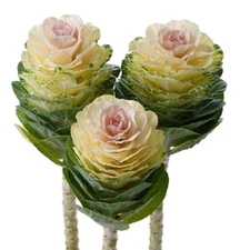 50 Flowering Kale Seeds Flowering Kale Empire Agathana F1 Hybrid 