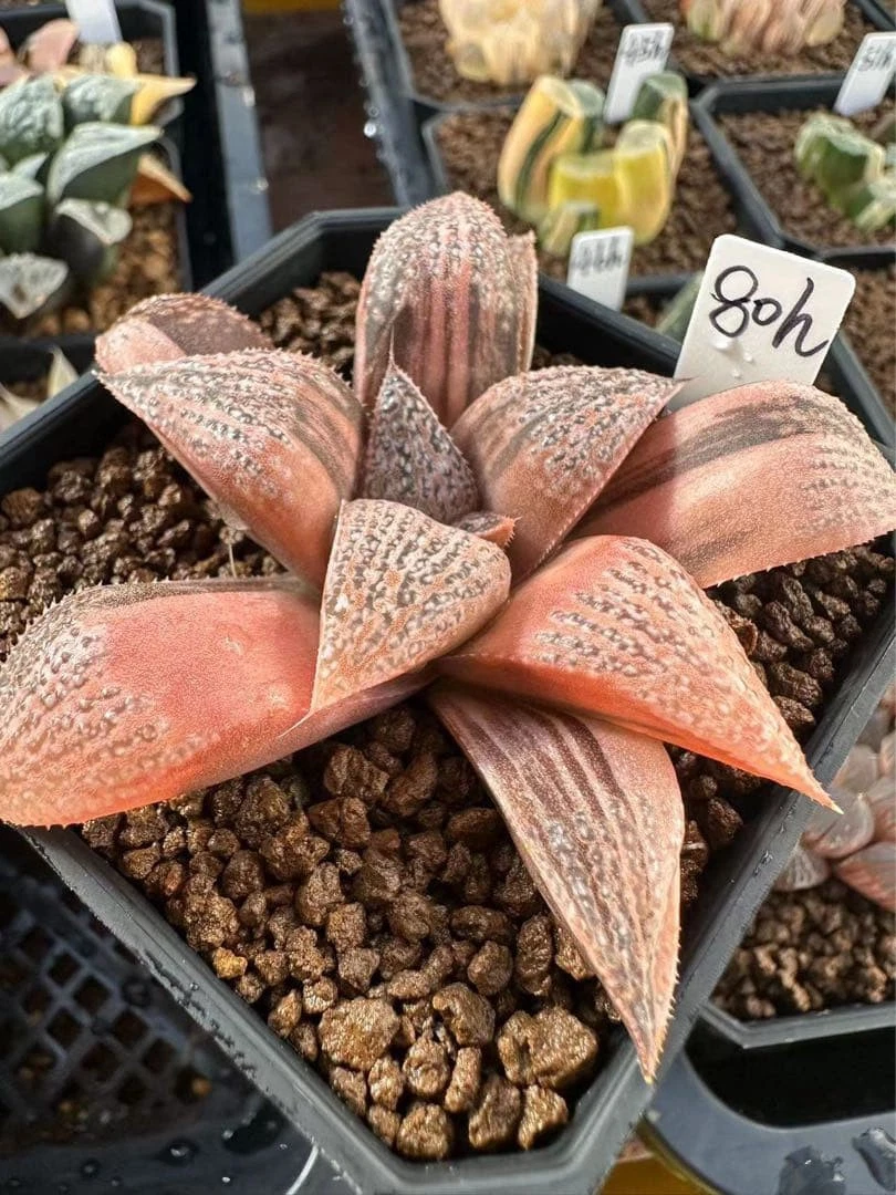 Haworthia Splendens GM452 Variegated 🏵️one head plant onl Rare Succulent Plant
Opens in a new windo