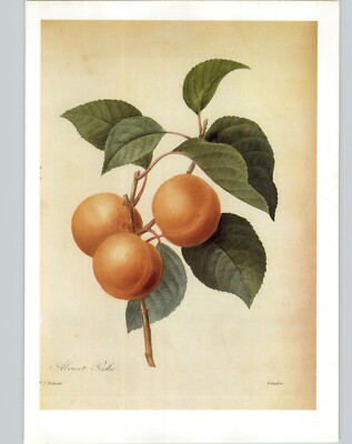 P. J. Redoute Fruit Prunus Armeniaca Apricot Abrecot Peche Art Book Plate 137