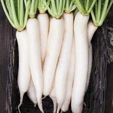 Miyashige Daikon White Japanese Radish Seeds | Heirloom | Free Shipping | 1096