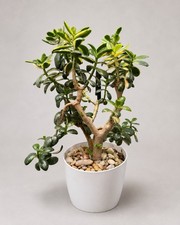 Large Mature Variegated Jade Tree Crassula Ovata Live Succulent 8  Plant  Pot