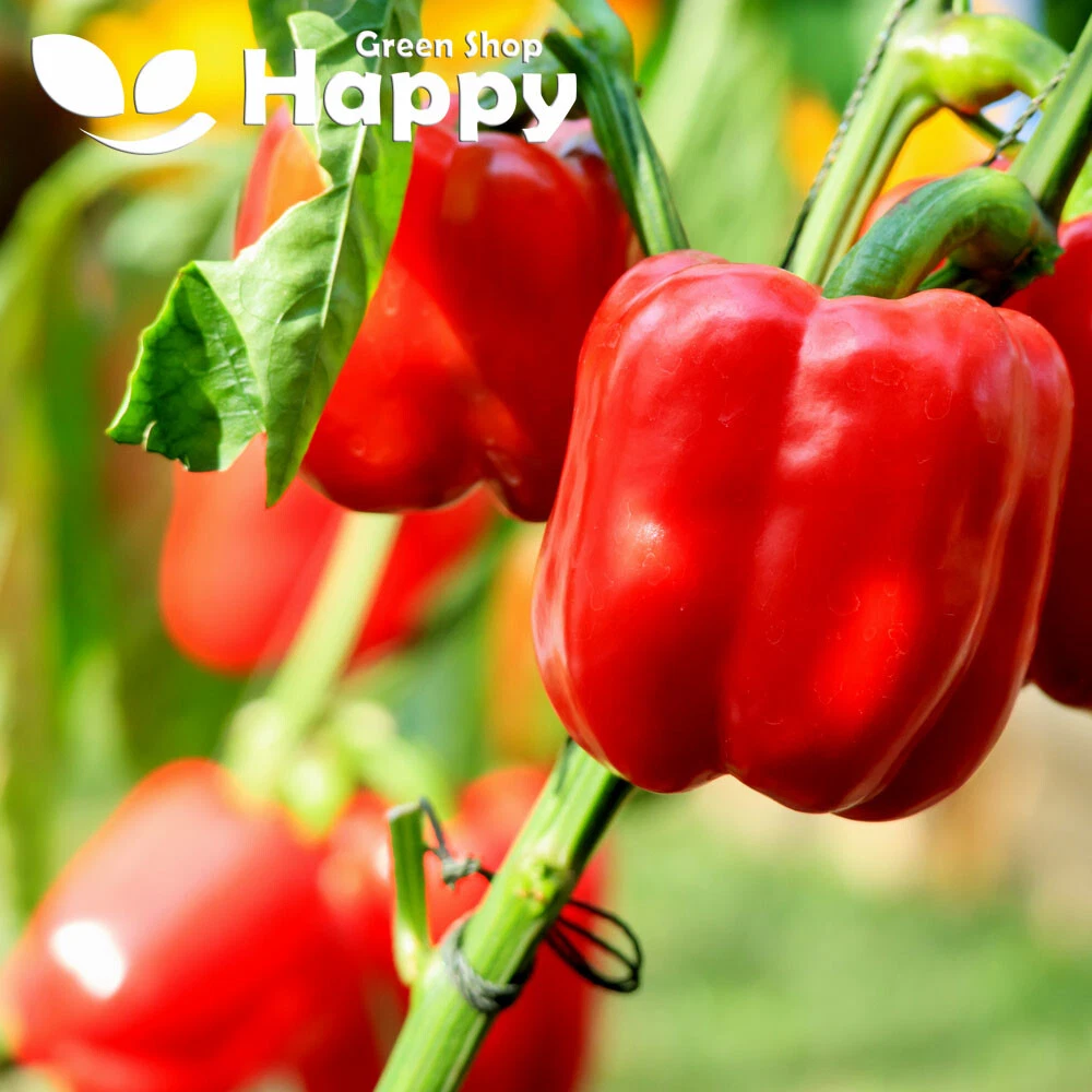 VEGETABLE SEEDS PEPPER GRANOVA 80 SEEDS SWEET RED PEPPER INDOOR OUTDOOR