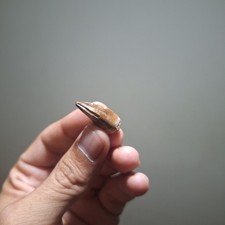 Genuine Mosasaur Tooth Stelladens mysteriosus Cretaceous Marine Reptile Fossil