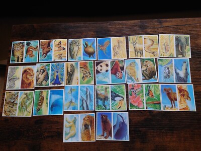Going Wild Bilderbuch Pädagogische Kinder Sammlung Karten Set