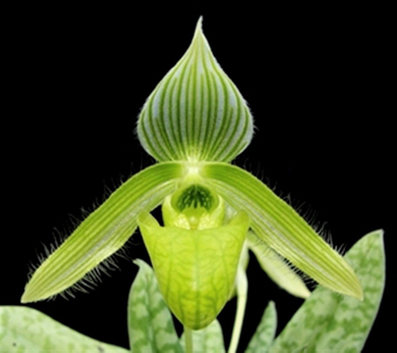 Orchid FLASK paph wardii alba Paphiopedilum species RARE !!!! eBay