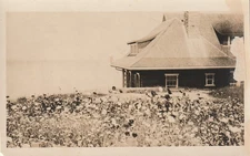Vintage Postcard house in a field of flowers