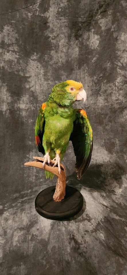 Montaje de taxidermia de loro amazónico con frente turquesa Foto 4 de 4