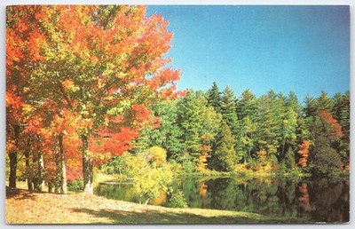 Vintage Prismacolor Postcard Burks Falls Canada Autumn Forest Lake