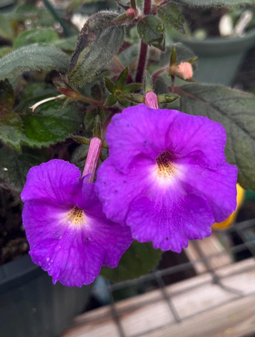 Achimenes ‘Purple King’ Four Medium Rhizomes All Time Favorite Variety
Opens in a new window or tab
