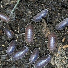 100 Live Pill Bugs Roly Poly Isopod Terrarium Cleaner Bioactive Clean Up Crew