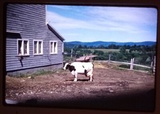 Dads Cow 18 1/2 Inches June 1963 Kodachrome Transparency