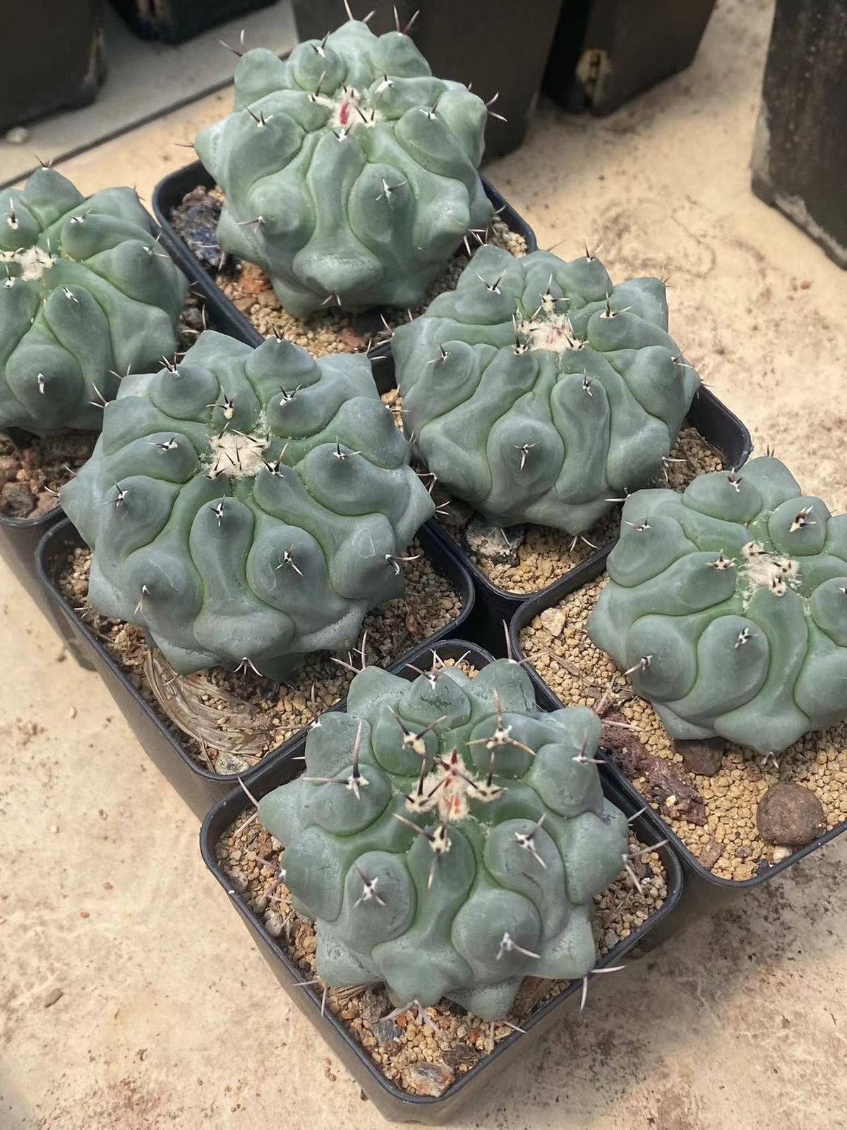 Succulent Plant Thelocactus phymatothelos Garden Décor Boutique 5-7CM