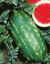50 Stargazer Watermelon Seeds. USA Seeds. Organic. Ships free